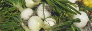 Sweet Onions