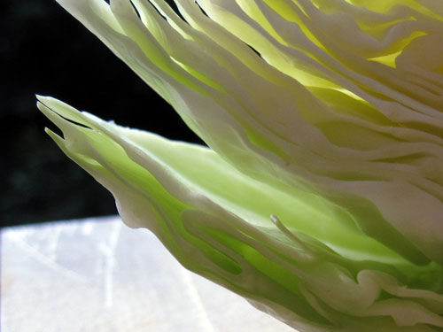 Cabbage, before shredding